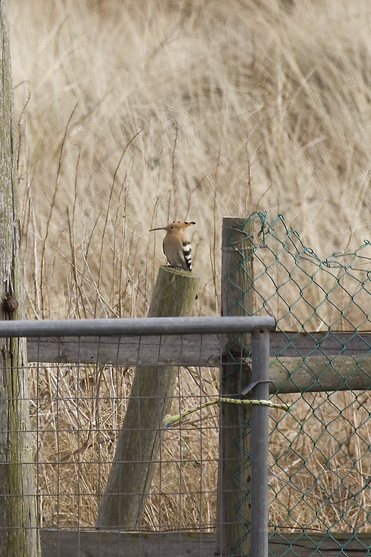 Hoopoe