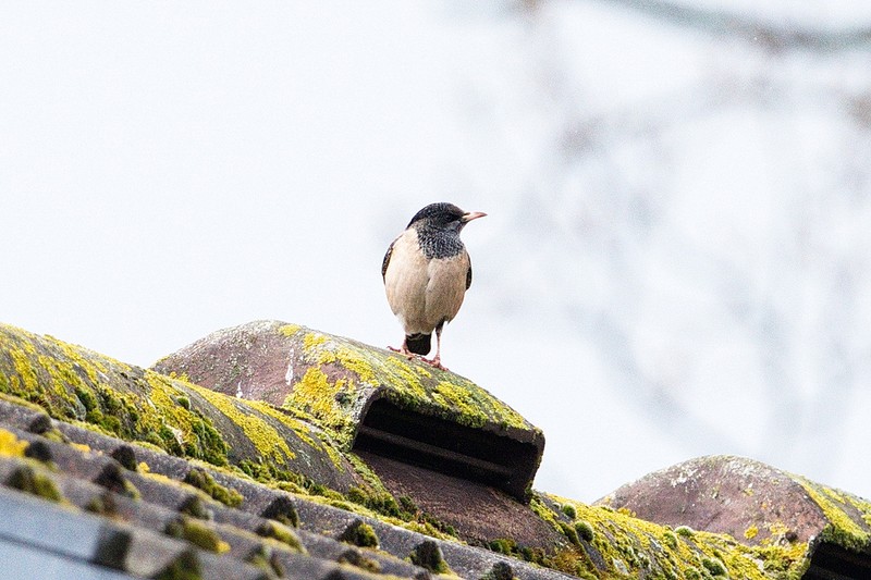 Rose-coloured Starling