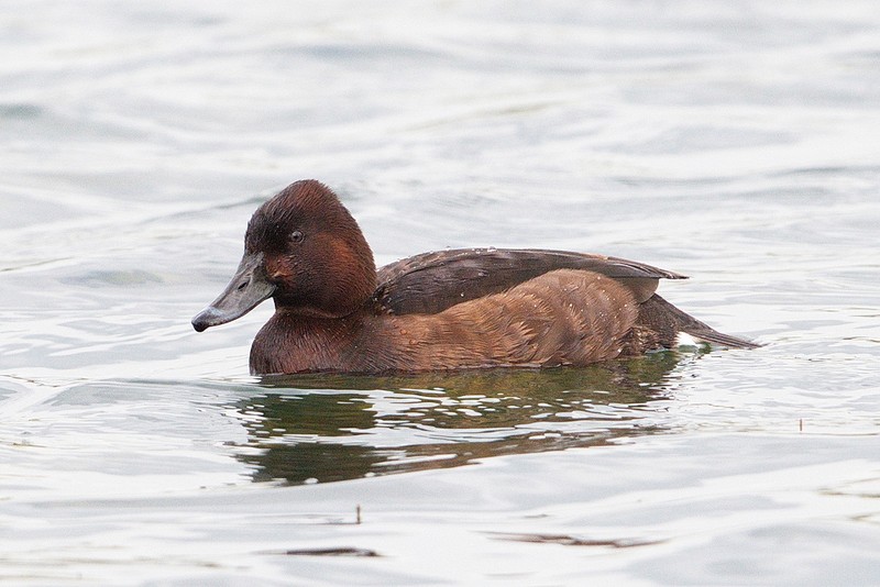 Ferruginous Duck