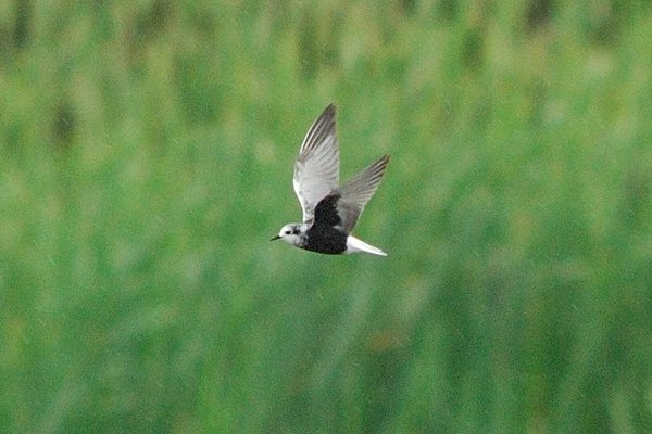 White-winged Black Tern