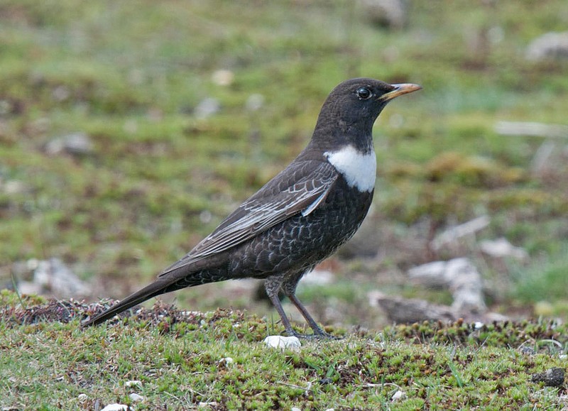 Ring Ouzel