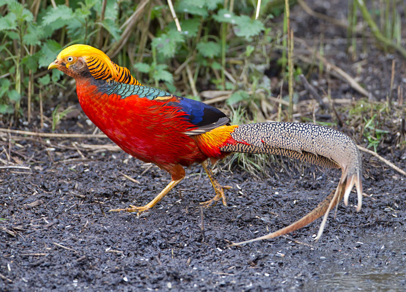 Golden Pheasant