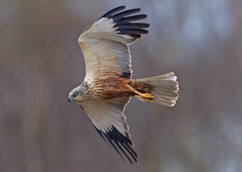 Marsh Harrier