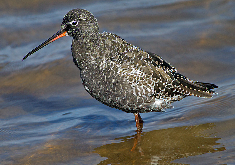Spotted Redshank