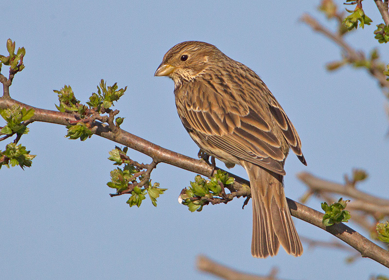 Corn Bunting
