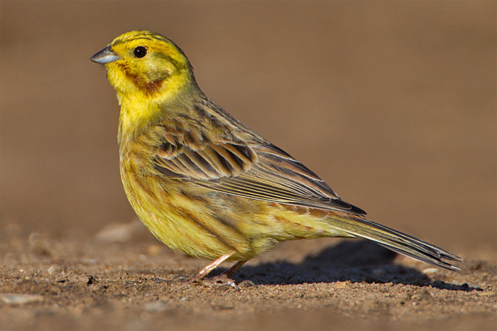 Yellowhammer