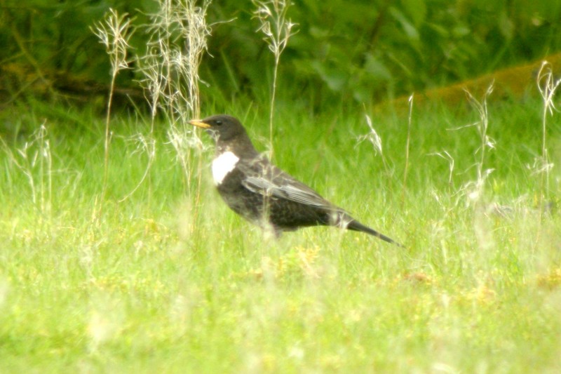 Ring Ouzel