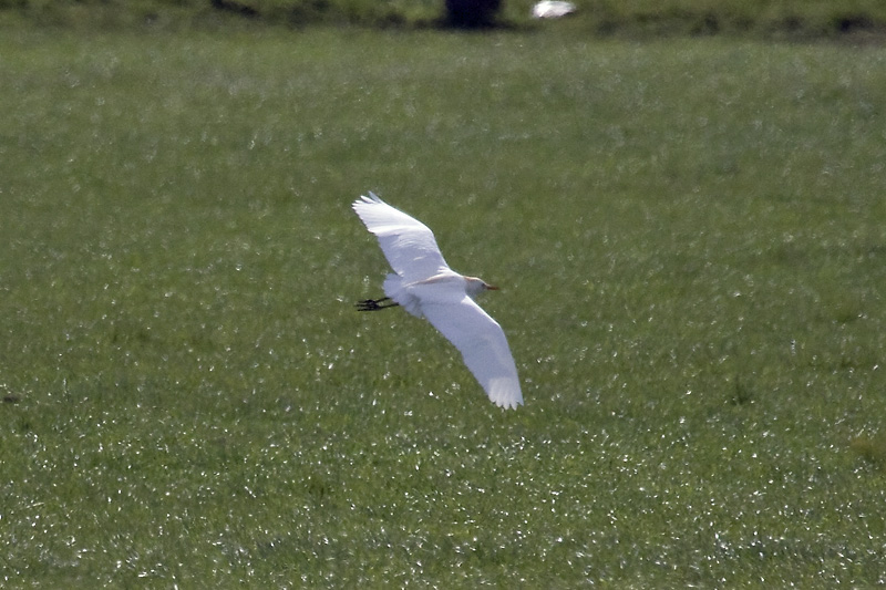 Cattle Egret