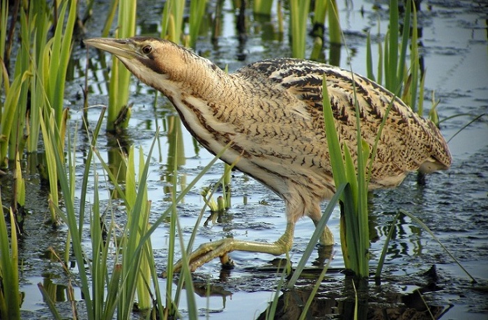 Bittern