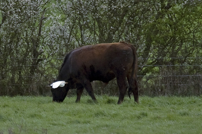 Cattle Egret