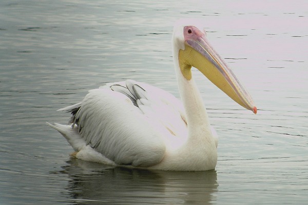 White Pelican