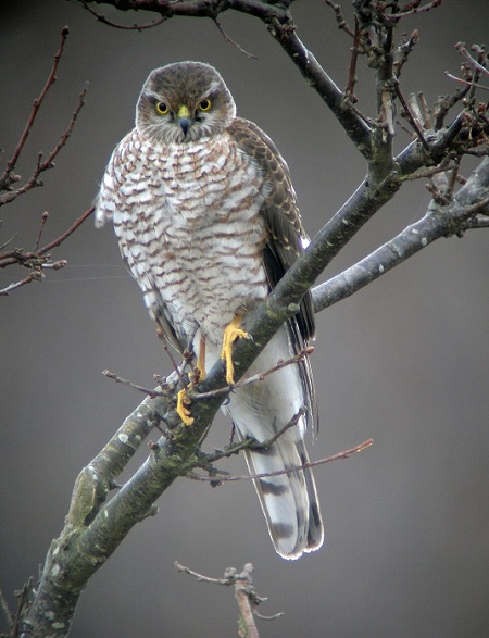 Sparrowhawk