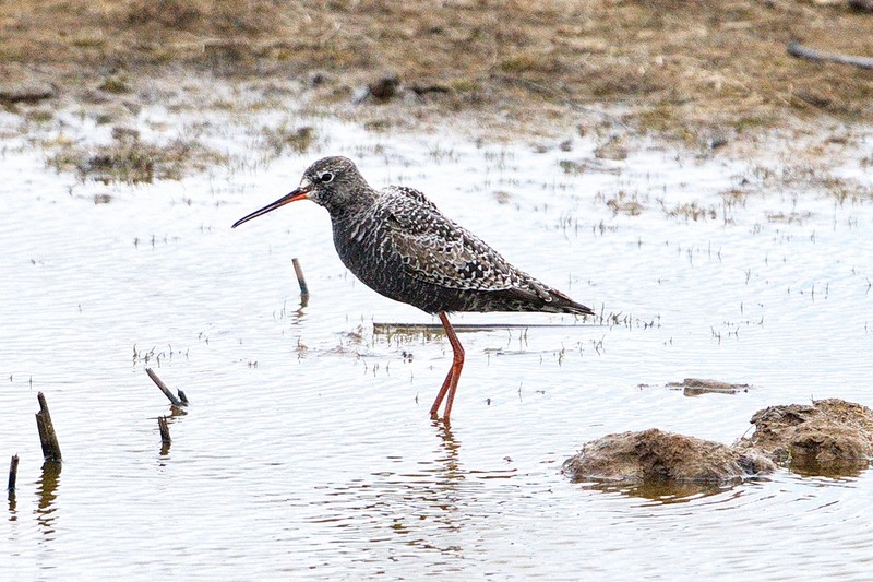 Spotted Redshank