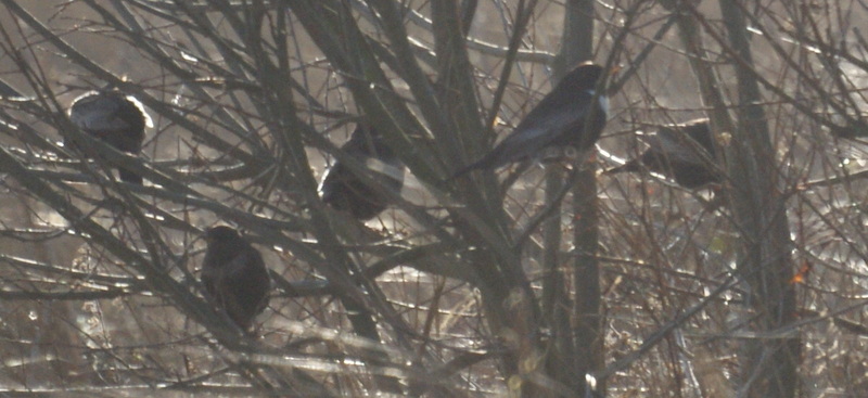 Ring Ouzel