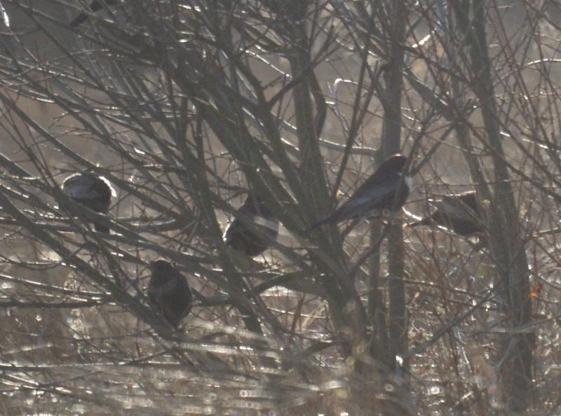 Ring Ouzel
