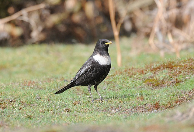 Ring Ouzel
