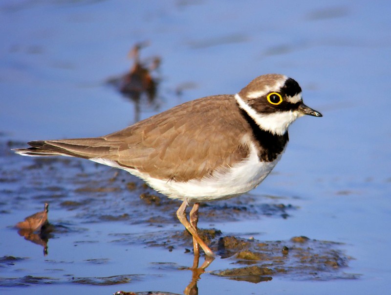 Little Ringed Plover