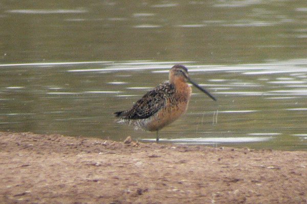 Long-billed Dowitcher