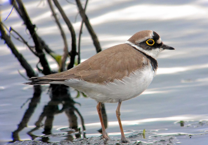 Little Ringed Plover