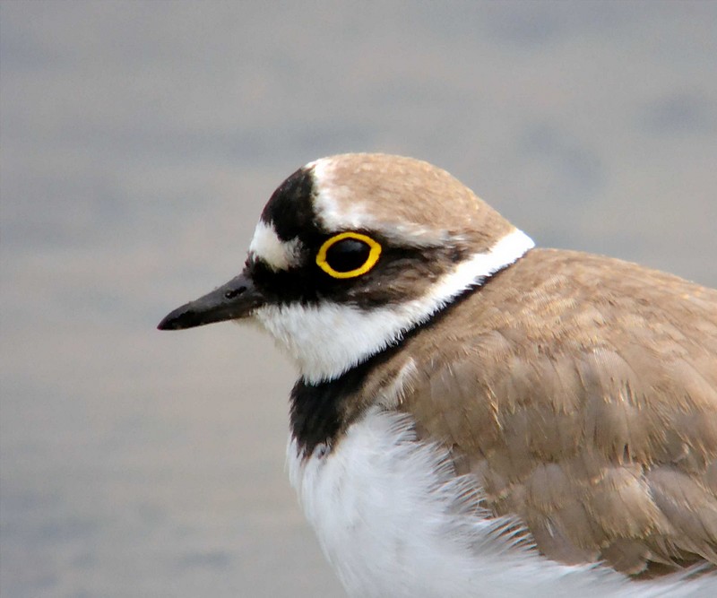 Little Ringed Plover