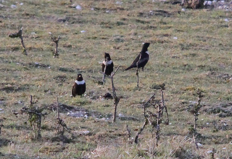 Ring Ouzel