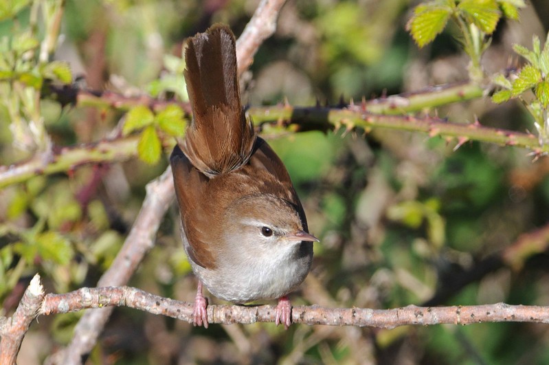 Cetti's Warbler