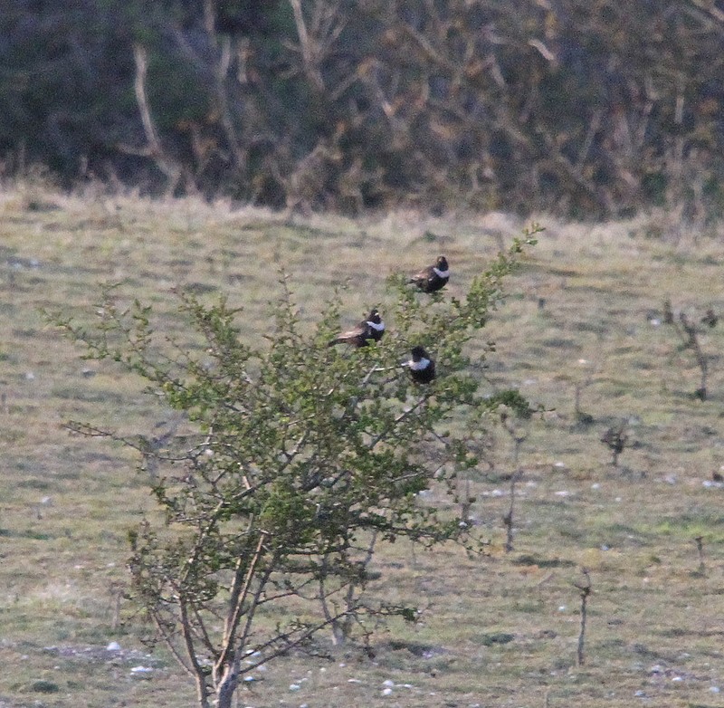 Ring Ouzel