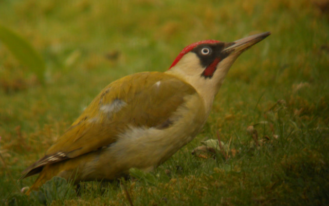 Green Woodpecker