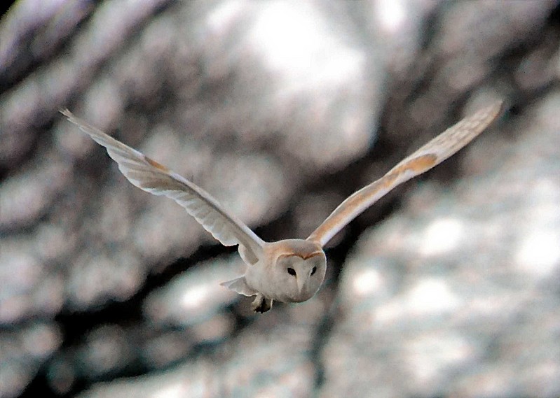 Barn Owl