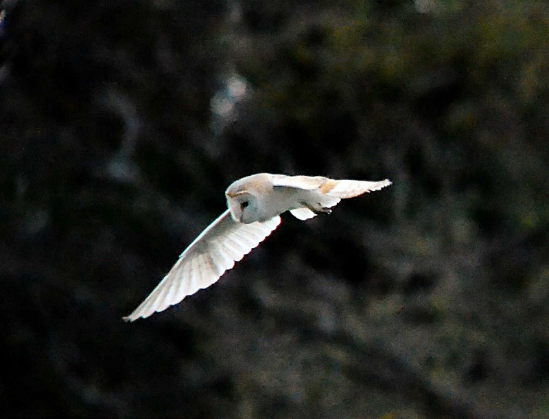 Barn Owl