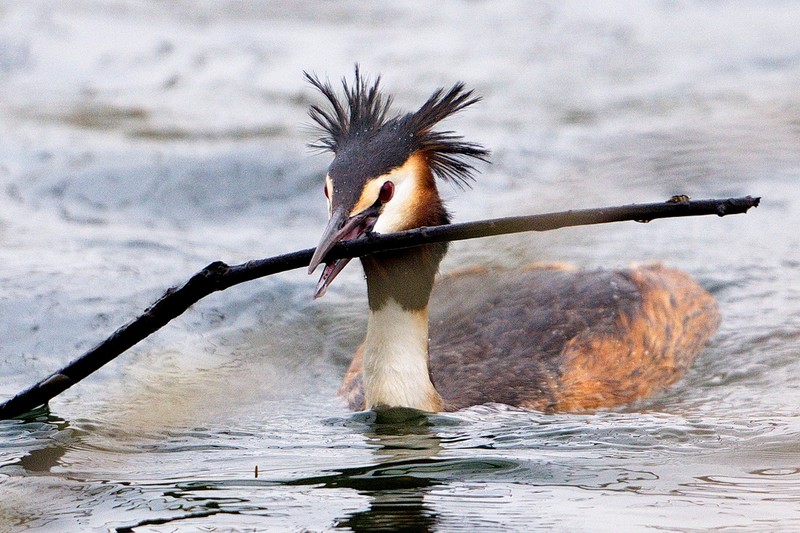 Great Crested Grebe