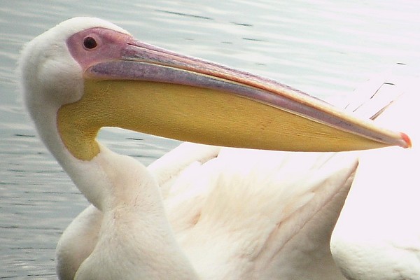 White Pelican