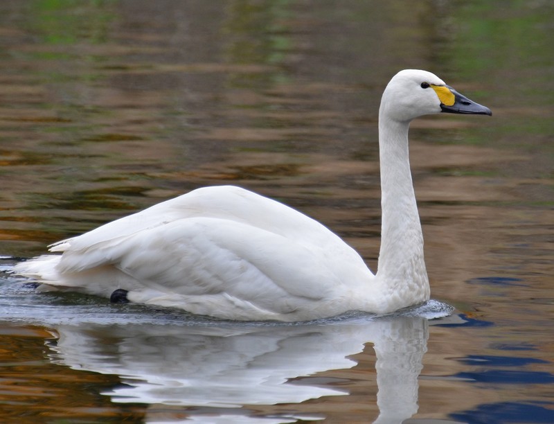 Bewick's Swan