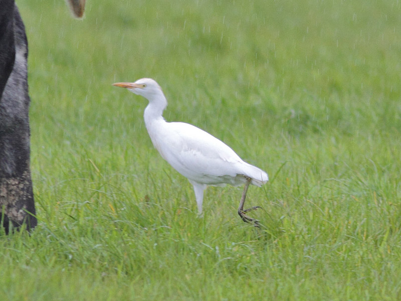 Cattle Egret