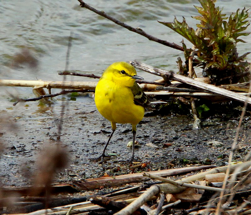 Yellow Wagtail