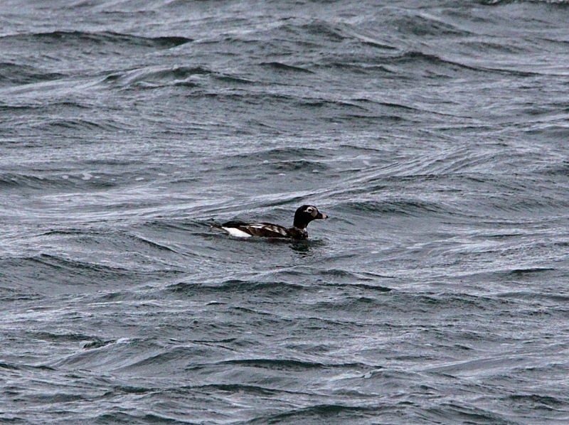 Long-tailed Duck