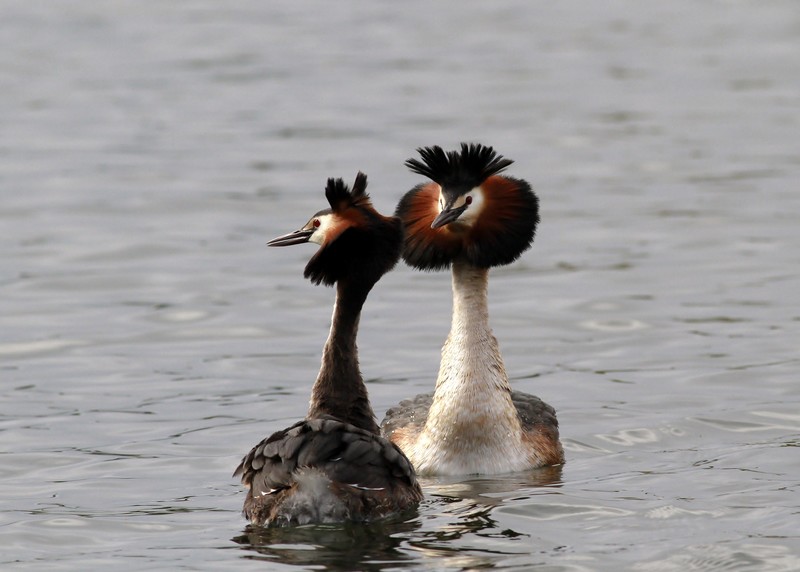 Great Crested Grebe