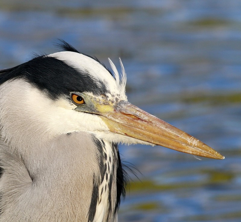 Grey Heron