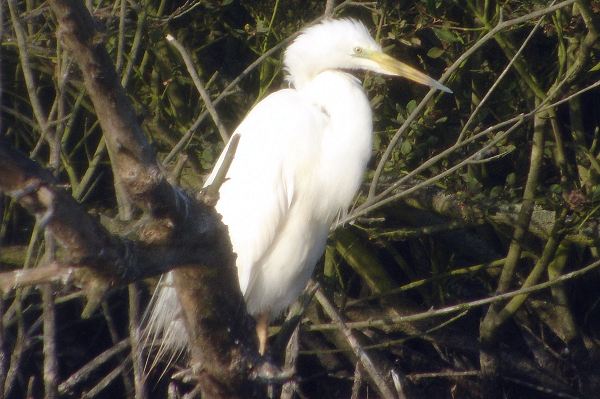 Great White Egret