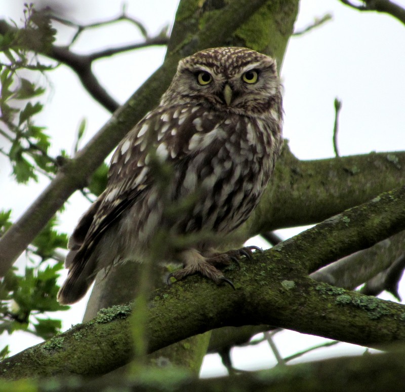 Little Owl