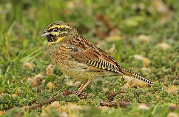 Cirl Bunting