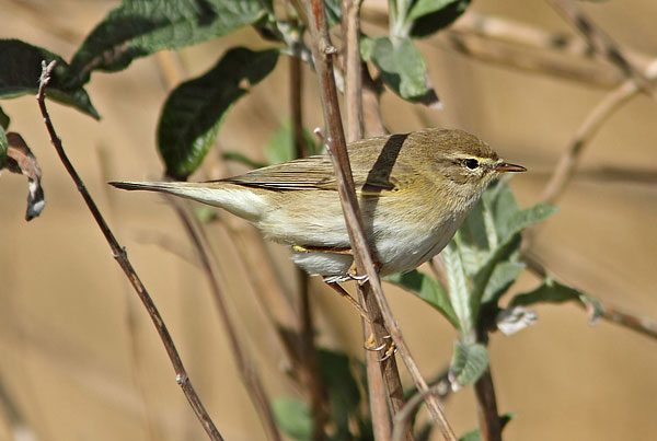 Willow Warbler