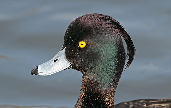 Tufted Duck