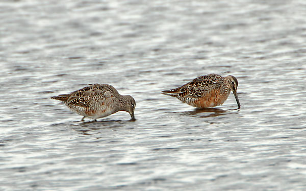 Long-billed Dowitcher