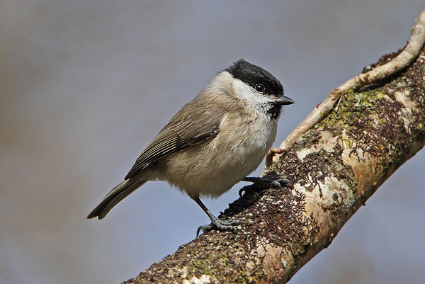 Marsh Tit