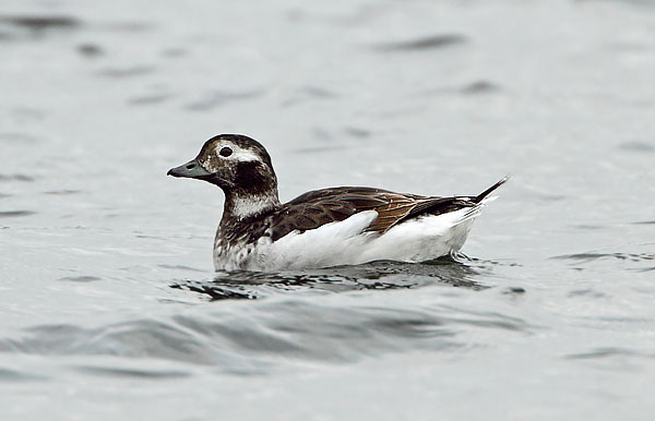 Long-tailed Duck