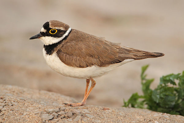 Little Ringed Plover
