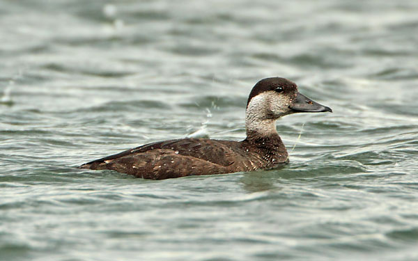 Common Scoter
