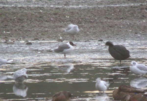 Franklin's Gull