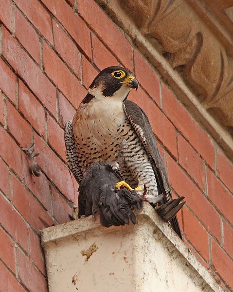 Peregrine